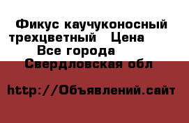 Фикус каучуконосный трехцветный › Цена ­ 500 - Все города  »    . Свердловская обл.